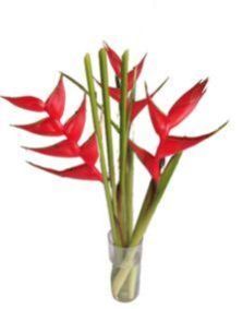 Fresh Heliconia Red Flower