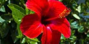 Fresh Hibiscus Flower