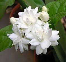 Fresh Jasmine Flower