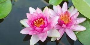 Fresh Lotus Flower