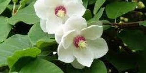 Fresh Magnolia Flower