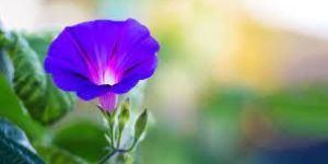 Fresh Morning Glory Flower
