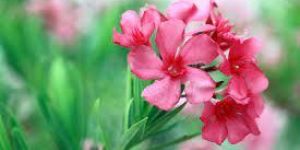 Fresh Oleander Flower