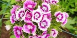 Fresh Sweet Williams Flower