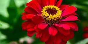 Fresh Zinnia Flower