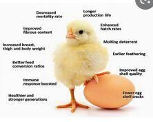 Poultry Feed Supplement