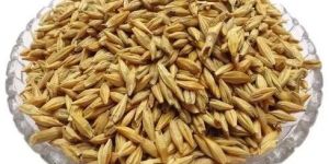 Organic Barley Seeds