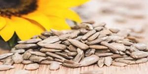 Organic Sunflower Seed