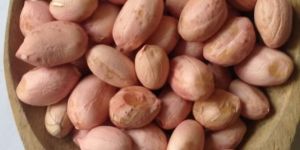 Groundnut Seeds