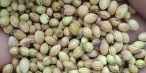 Coriander Seeds