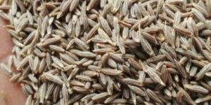 Cumin Seeds
