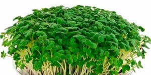Fresh Microgreen