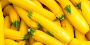 Fresh Yellow Zucchini