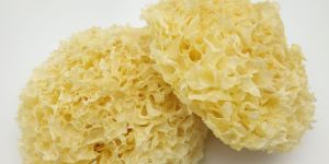 White Fungus