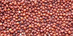 Ragi Seeds