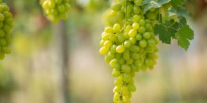 Green Grapes