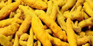 Rajapuri Turmeric Finger