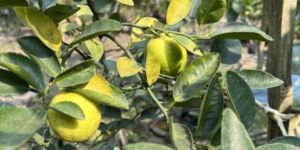 Baramasi Kagzi Lemon Plant