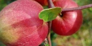 Kashmiri Red Apple Ber Plant