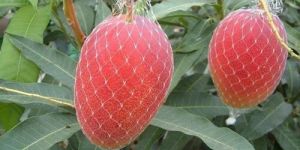 Miyazaki Mango Plant