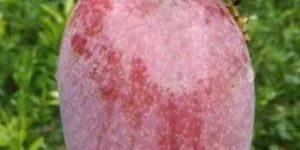 Red Ivory Mango Plant