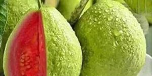 Taiwan Pink Guava Plant