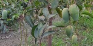 Thai All Time Mango Plant
