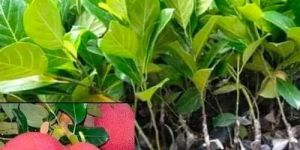 Thai All Time Pink Jackfruit Plant