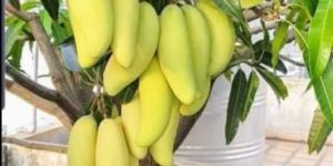 Thai Banana Mango Plant