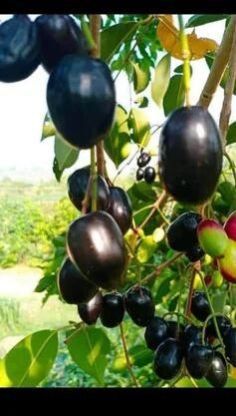 Thai Black Jamun Plant