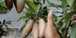 Thai Kalapati Chiku Plant