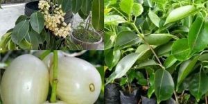 THAI WHITE JAMUN PLANT