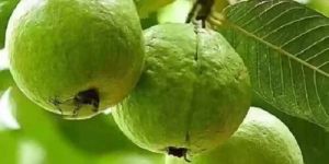 VNR Bihi Guava Plant