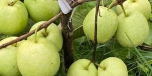White Diamond Guava Plant