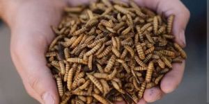 Black Soldier Fly Farming Online Training Course