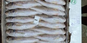 Frozen Silver Croaker Fish