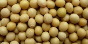 Hybrid Soybean Seeds