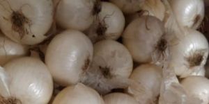 Natural White Onion