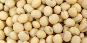 Raw Soybean Seeds