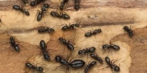 Ants Control Services