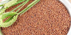 Ragi Seeds