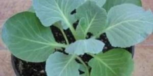 Grafted Cabbage Plant