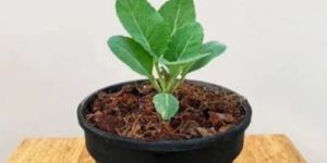 Grafted Cauliflower Plant