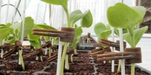 Grafted Cucumber Plant