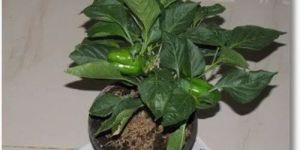 Grafted Green Capsicum Plant