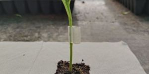 Grafted Green Chilli Plant