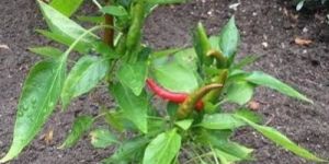 Grafted Red Chilli Plant