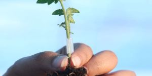 Grafted Tomato Plant