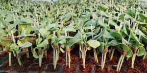 Grafted Watermelon Plant