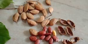 Pongamia Pinnata Seeds